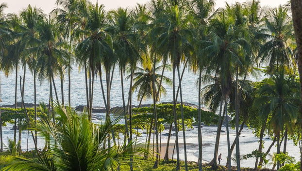 Horseback Riding in the Jungle - Photo 2