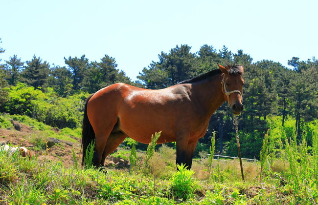 Paseo a caballo por la bahía de Agua Fresca - Foto 6