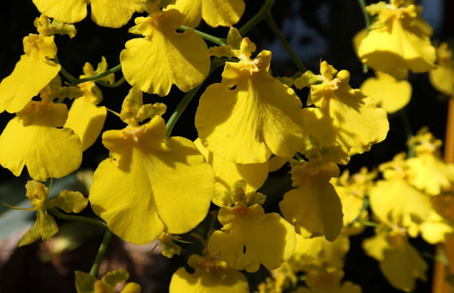 New York Botanical Garden Tickets - Foto 7