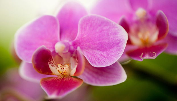 New York Botanical Garden Tickets - Foto 3