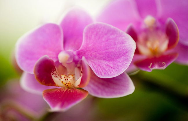 New York Botanical Garden Tickets - Foto 3