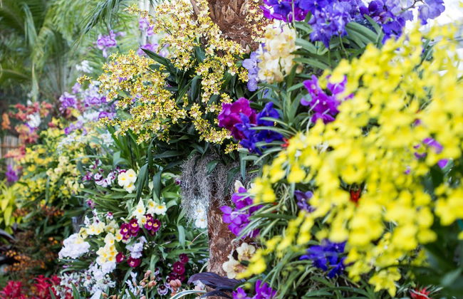 New York Botanical Garden Tickets - Foto 2