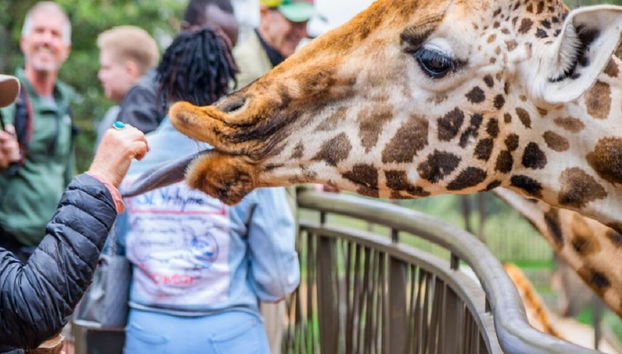Karen Blixen Museum, Giraffe Centre und Kazuri Beads Factory - Halbtagestour - Foto 3