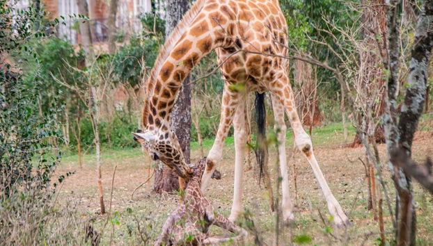 Karen Blixen Museum, Giraffe Centre und Kazuri Beads Factory - Halbtagestour - Foto 2