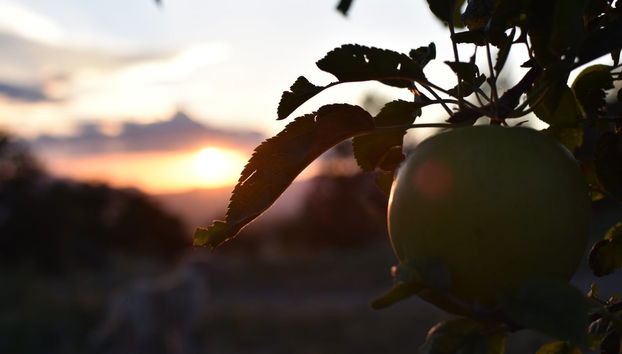 Apple Orchard Visit - Photo 5