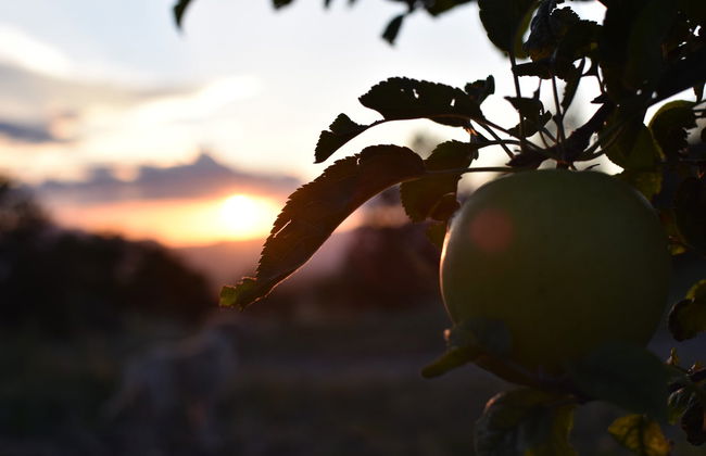 Apple Orchard Visit - Photo 5