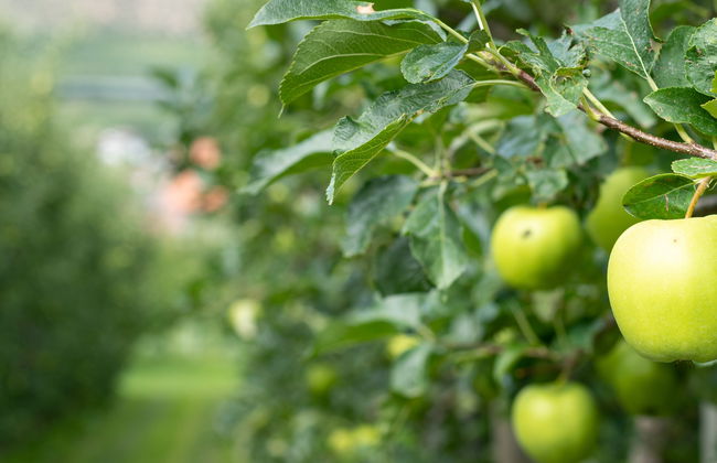 Apple Orchard Visit - Photo 6