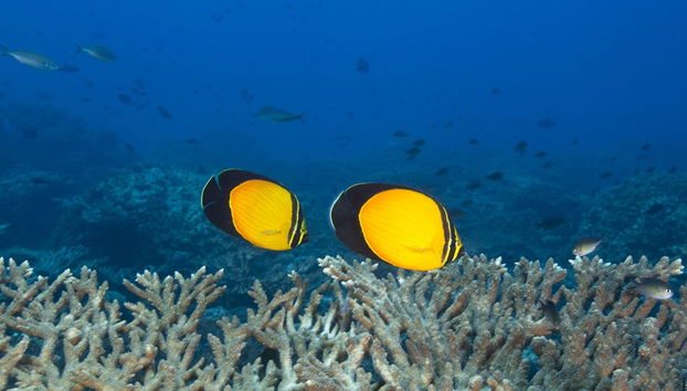 Daymaniyat Islands Snorkelling - Foto 3