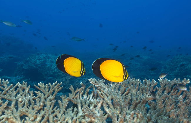 Daymaniyat Islands Snorkelling - Foto 3