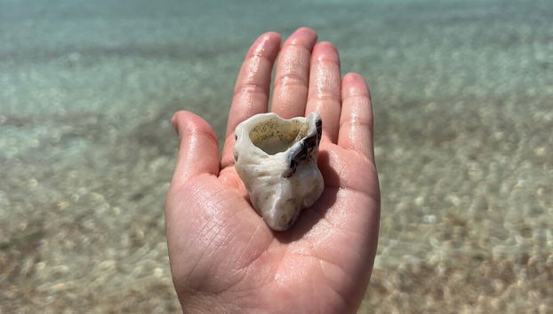 Daymaniyat Islands Snorkelling - Foto 4