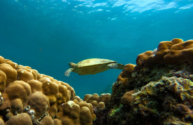 Daymaniyat Islands Snorkelling - Foto 1