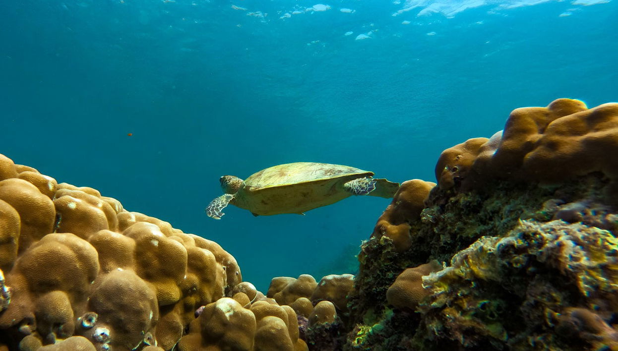 Daymaniyat Islands Snorkelling - Foto 1