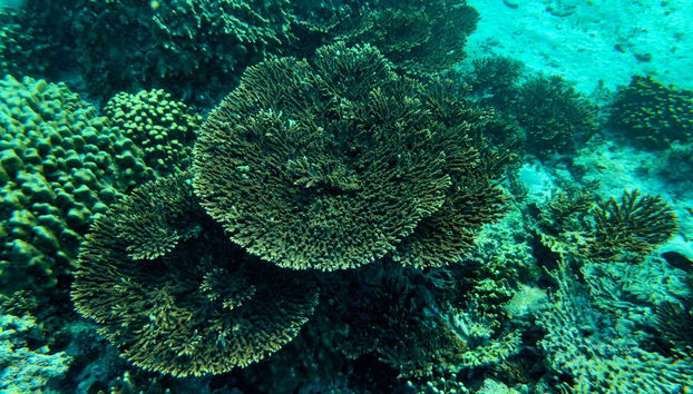 Daymaniyat Islands Snorkelling - Foto 5