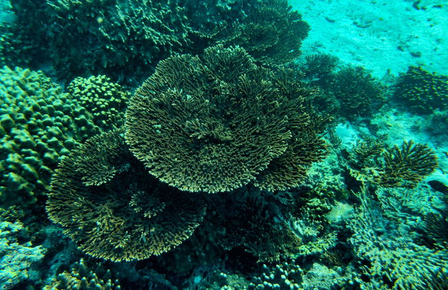 Daymaniyat Islands Snorkelling - Foto 5