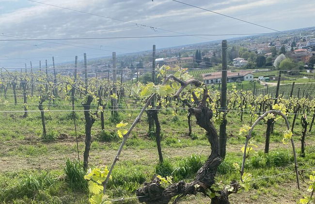 Premium Private Prosecco Hills Tour - 2 bodegas. Tour privado. - Foto 36