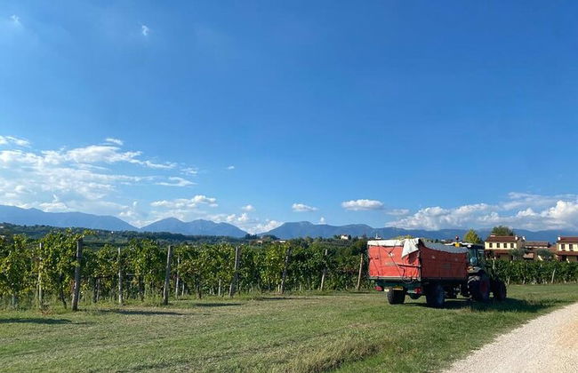 Premium Private Prosecco Hills Tour - 2 bodegas. Tour privado. - Foto 6