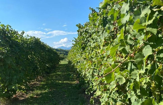 Premium Private Prosecco Hills Tour - 2 bodegas. Tour privado. - Foto 5