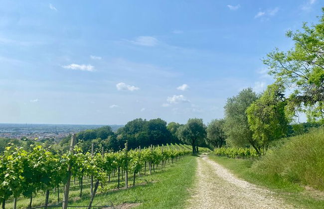 Premium Private Prosecco Hills Tour - 2 bodegas. Tour privado. - Foto 38