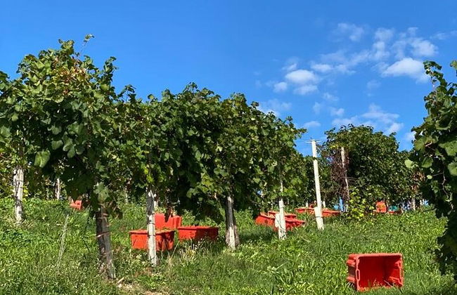 Premium Private Prosecco Hills Tour - 2 bodegas. Tour privado. - Foto 31