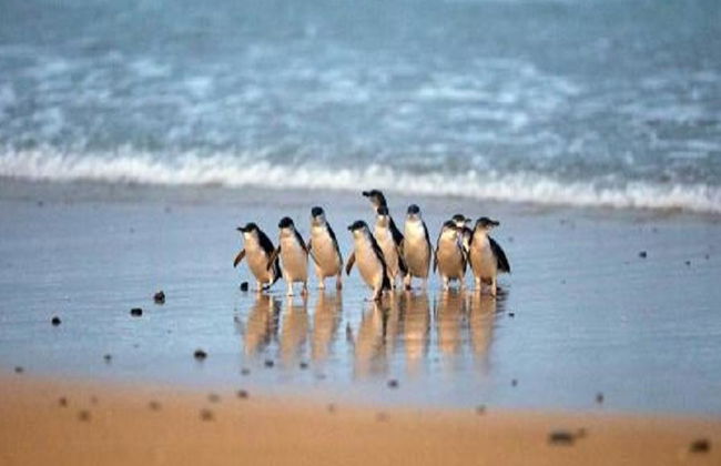 Discover Phillip Island - Full-Day Tour - Photo 3