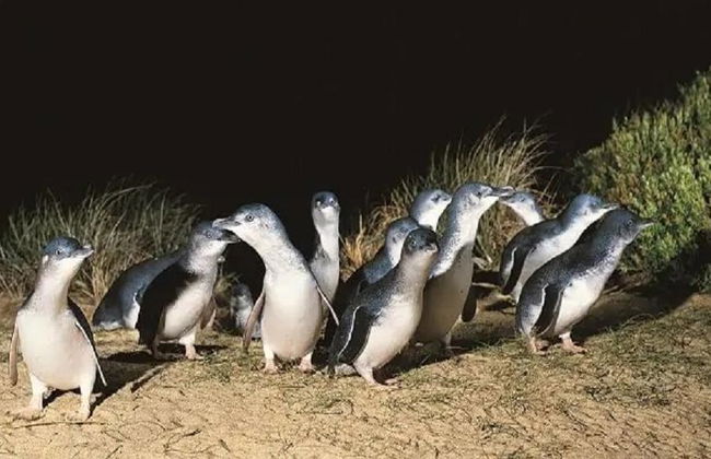 Discover Phillip Island - Full-Day Tour - Photo 2