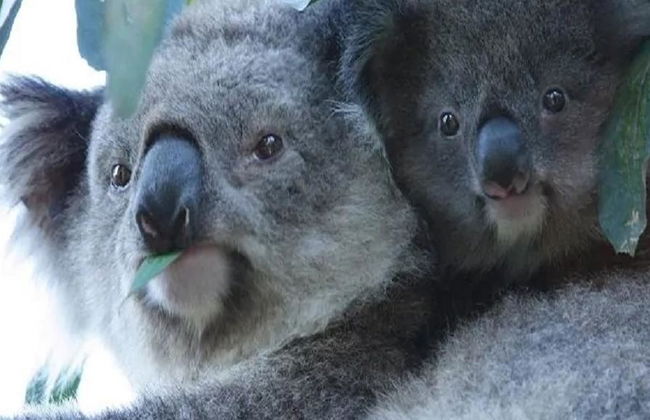 Discover Phillip Island - Full-Day Tour - Photo 1