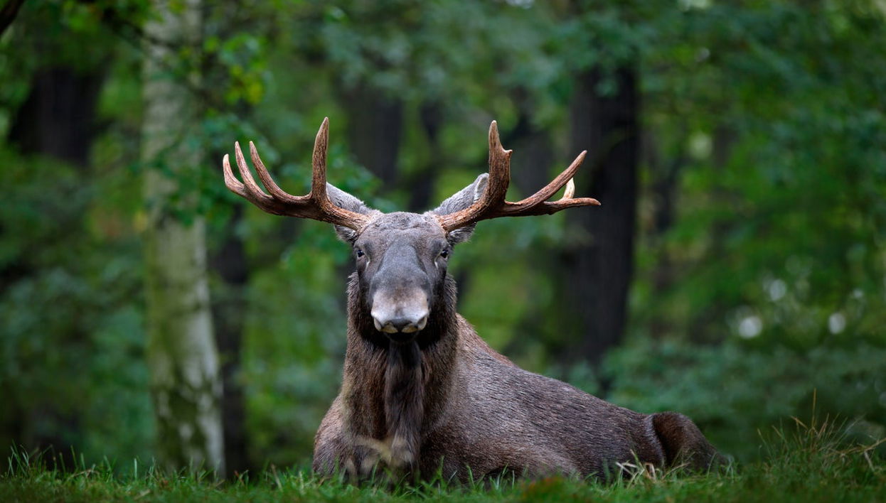 Electric Bike Tour + Moose Watching - Photo 1