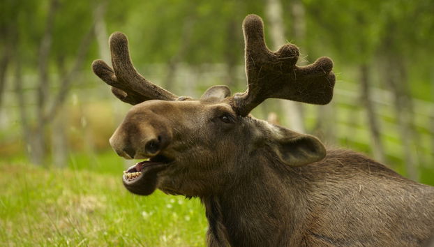 Electric Bike Tour + Moose Watching - Photo 5