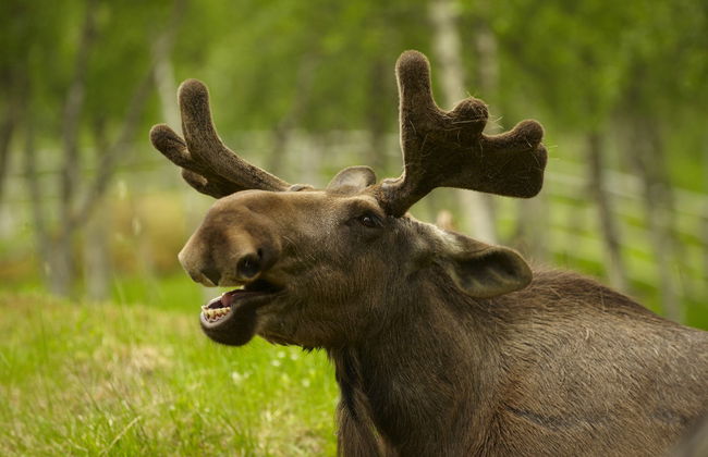 Electric Bike Tour + Moose Watching - Photo 5