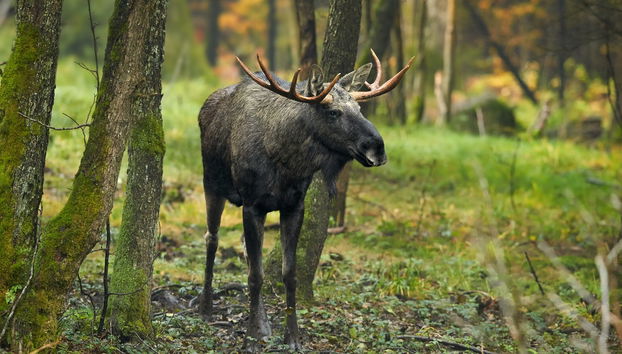 Electric Bike Tour + Moose Watching - Photo 2