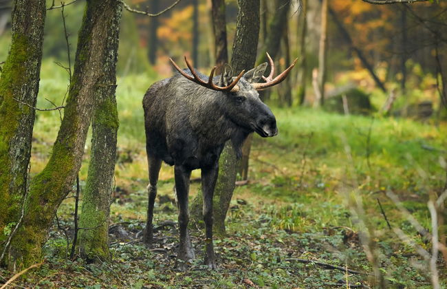 Electric Bike Tour + Moose Watching - Photo 2