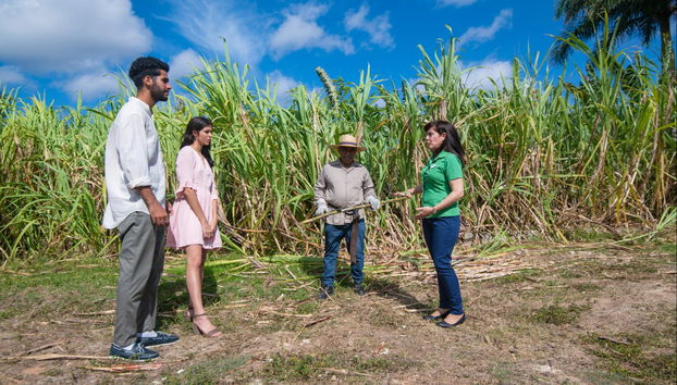 Visitando una plantación de caña de azúcar