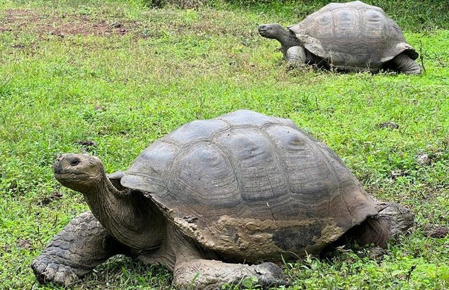 Tour por la Reserva Galápagos Frontier + Túneles de lava - Foto 4