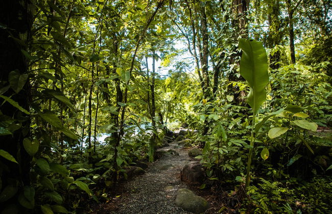 Tour de 2 o 3 días por el Parque Nacional Tortuguero - Foto 6