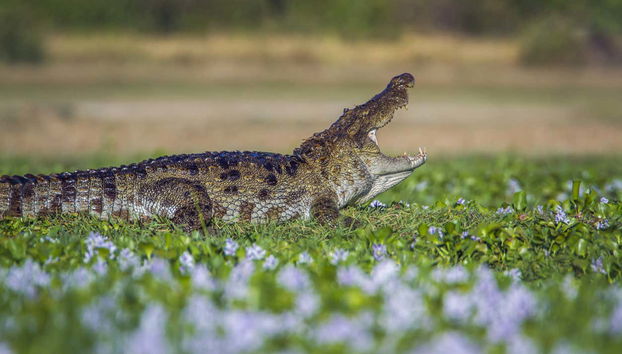 Pottuvil Lagoon Mangroves Private Boat Trip - Foto 3