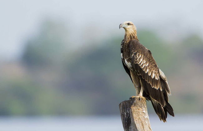 Pottuvil Lagoon Mangroves Private Boat Trip - Foto 6