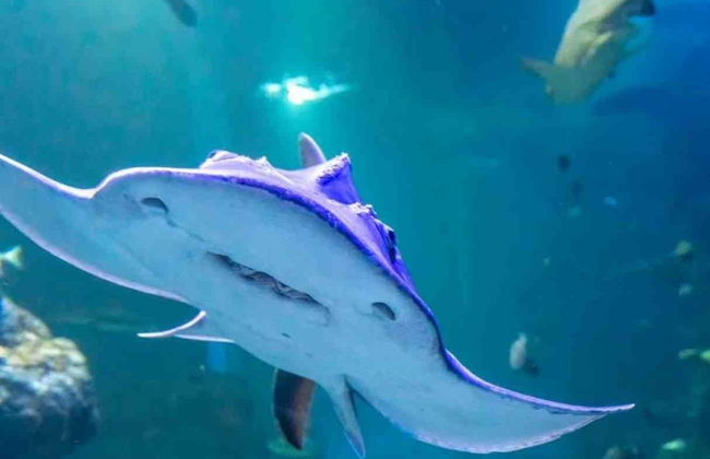 Oman Aquarium Tickets - Photo 6