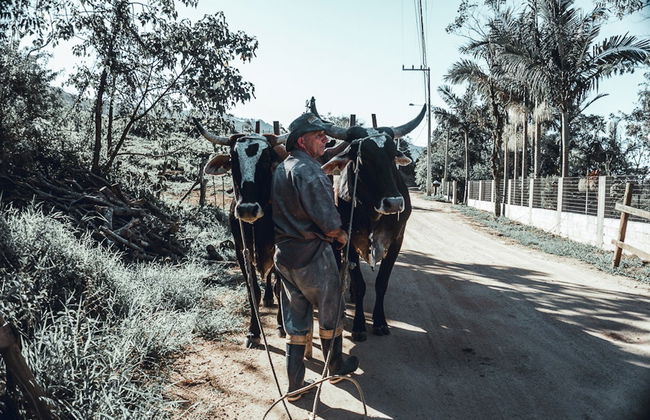 Tour della cachaça a Garopaba - Foto 3