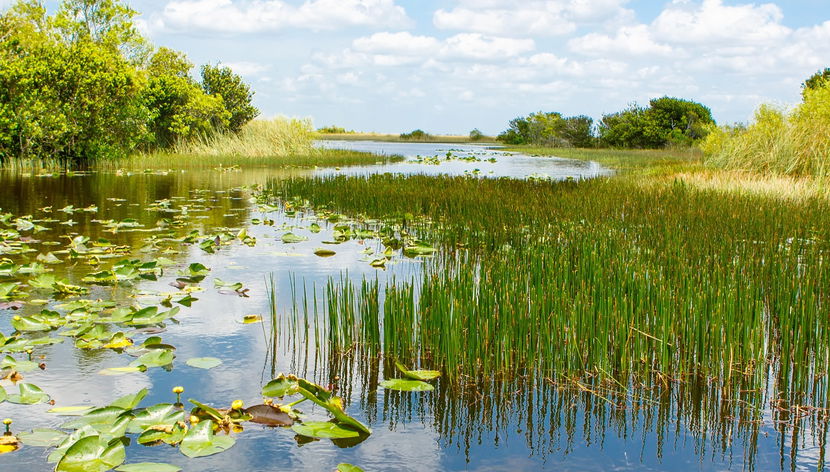 Oferta: Everglades + Autobús turístico de Big Bus + Casas de los Famosos - Foto 3