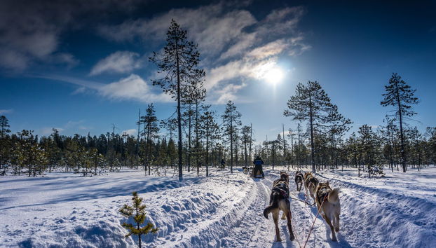 Husky Dog Sled Ride - Photo 5