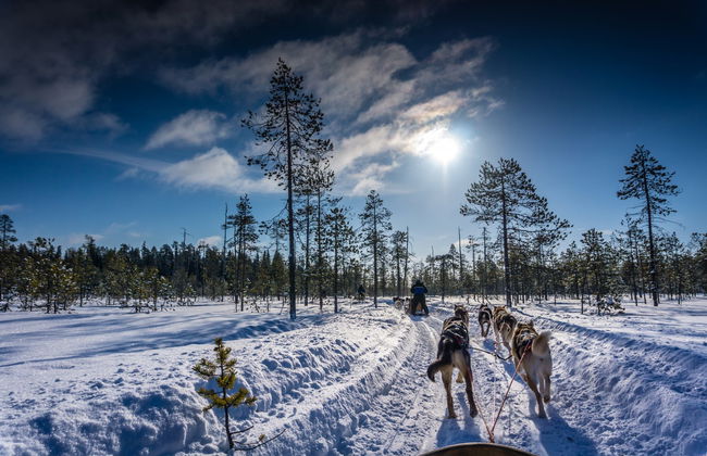 Husky Dog Sled Ride - Photo 5