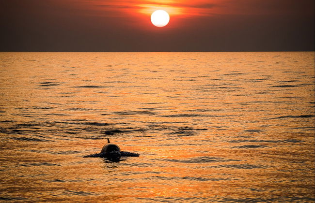 Avistamento de golfinhos ao entardecer - Foto 1