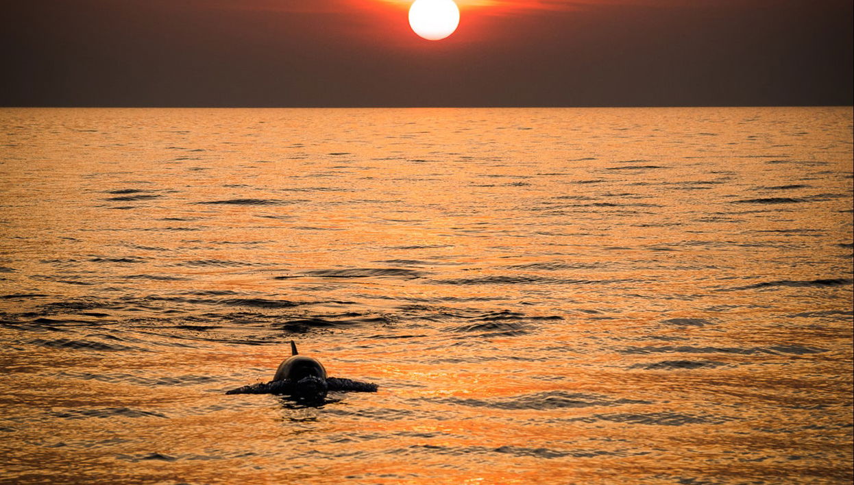 Medulin Sunset Dolphin Watching - Foto 1