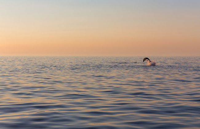 Avistamento de golfinhos ao entardecer - Foto 6