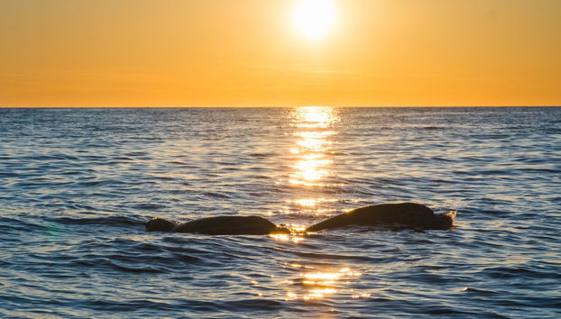 Medulin Sunset Dolphin Watching - Foto 2