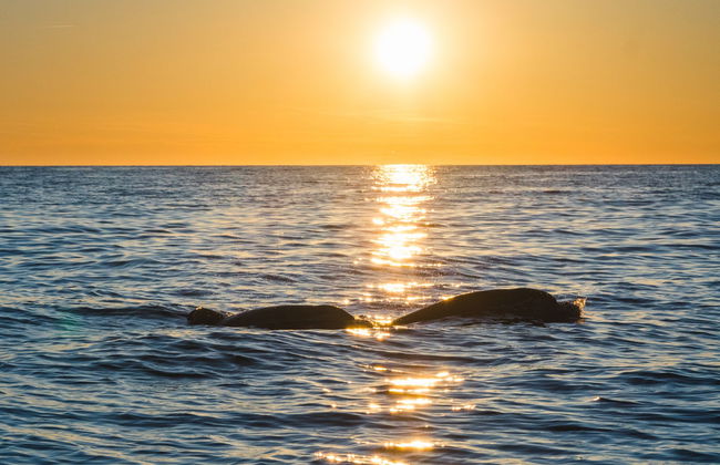 Avistamento de golfinhos ao entardecer - Foto 2