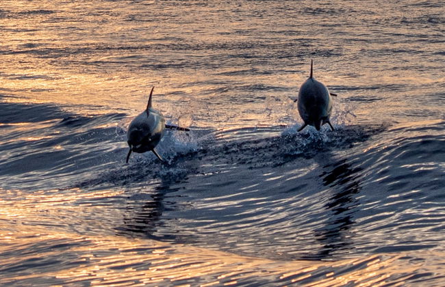 Medulin Sunset Dolphin Watching - Photo 5