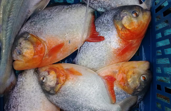 Pesca em Camiaco - Foto 4