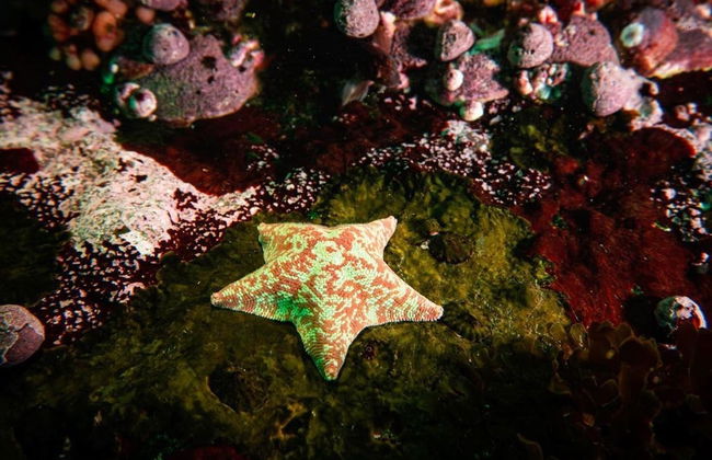 Bautismo de buceo en San Bartolo - Foto 7