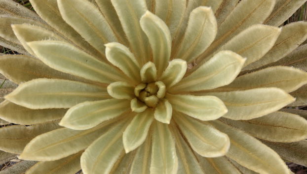 Andean Condor Watching + Puracé National Park Tour - Foto 3